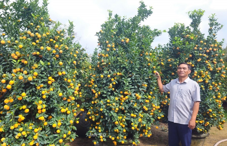 Quất cảnh Cẩm Hà rục rịch đón Tết Nguyên đán