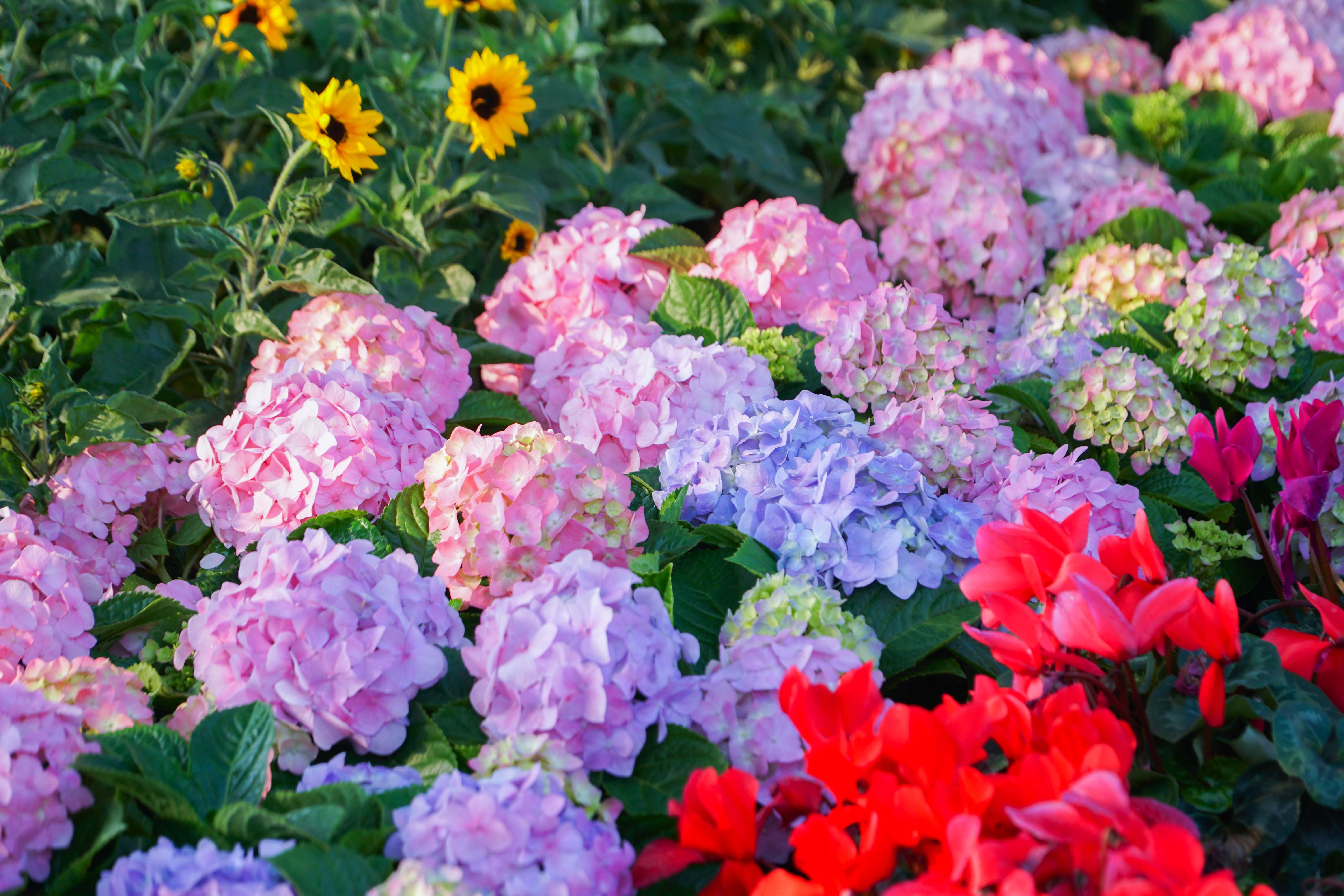 Hoa tươi khoe sắc thắm quanh Hồ Gươm