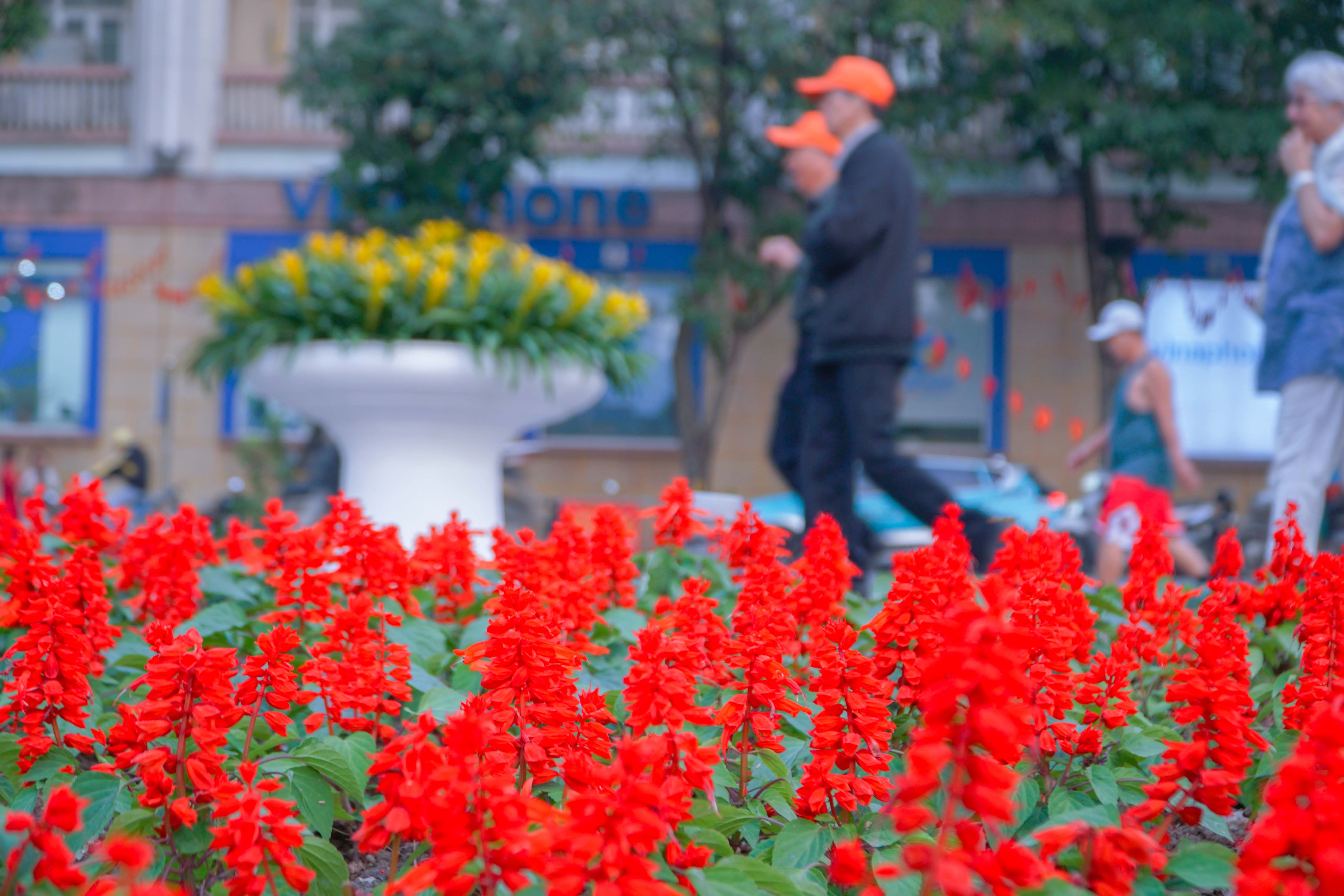 Hoa tươi khoe sắc thắm quanh Hồ Gươm