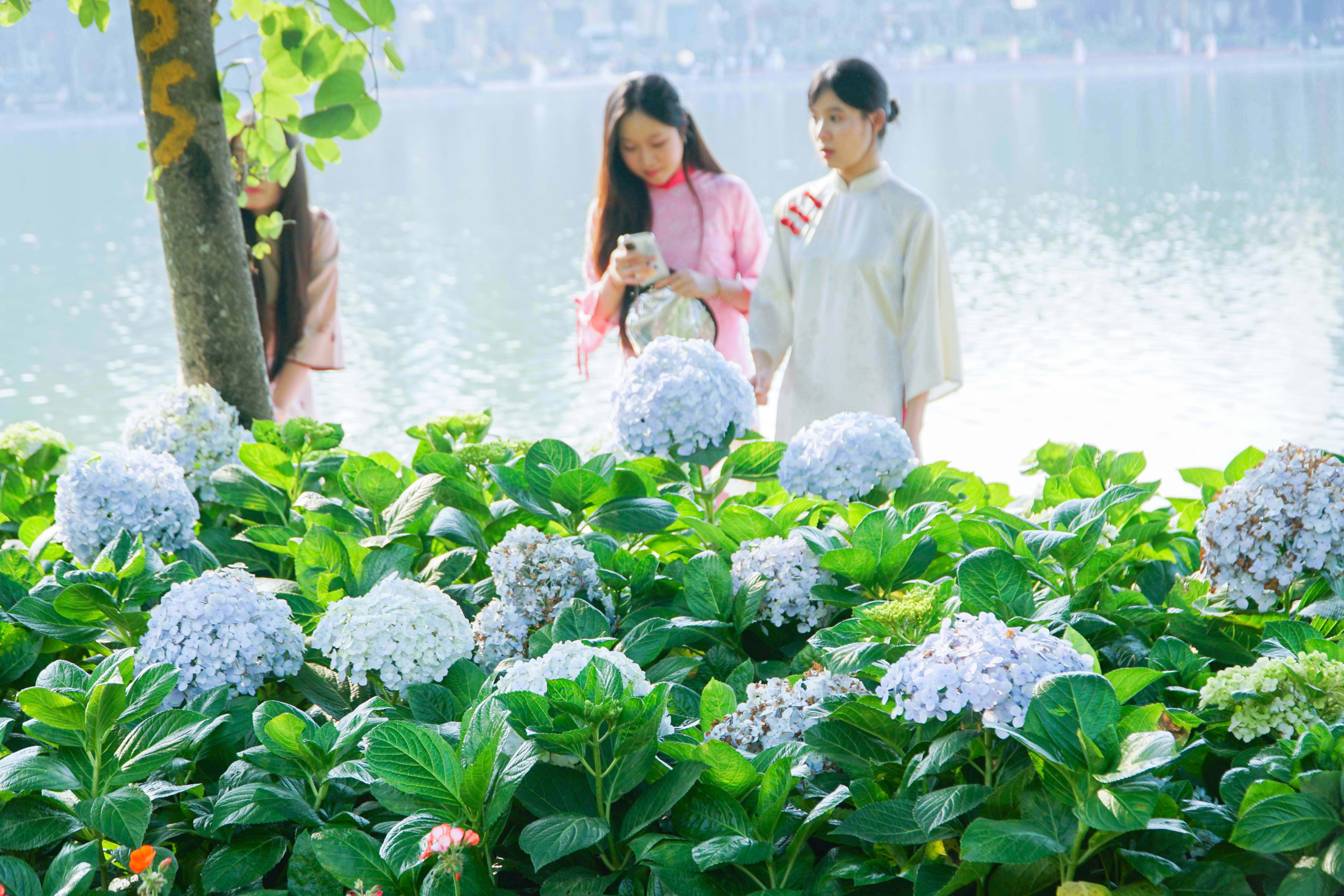 Hoa tươi khoe sắc thắm quanh Hồ Gươm