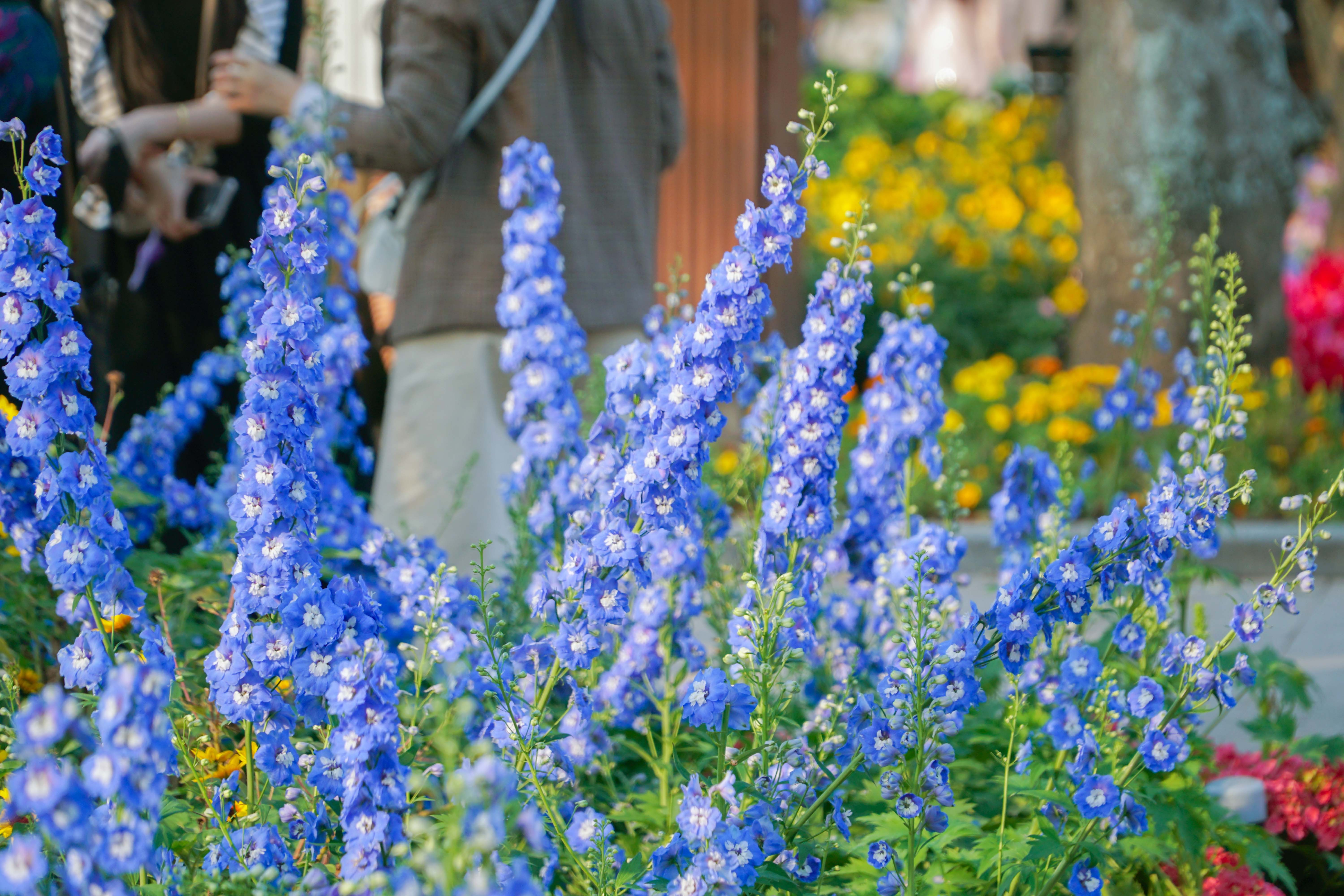 Hoa tươi khoe sắc thắm quanh Hồ Gươm