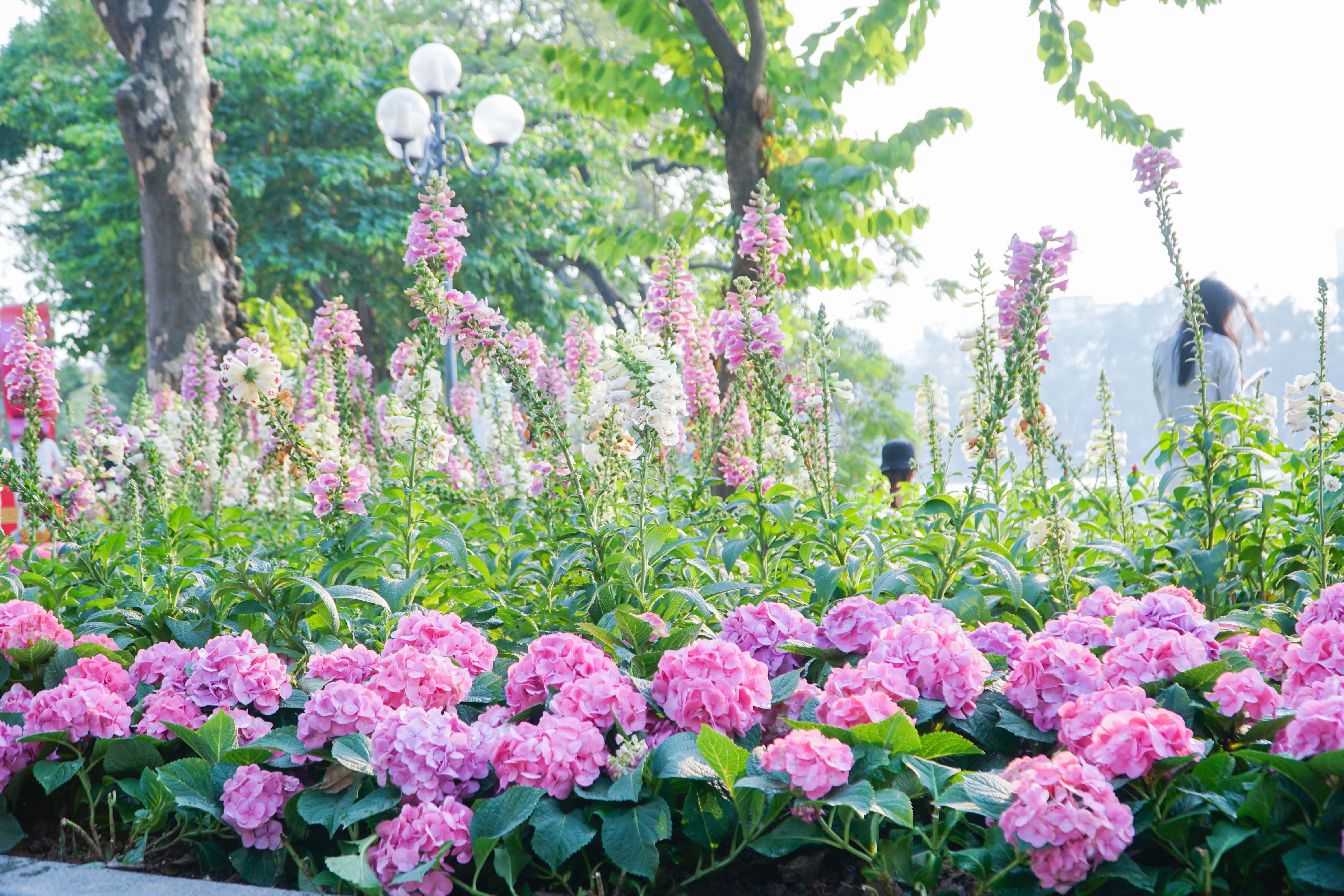 Hoa tươi khoe sắc thắm quanh Hồ Gươm