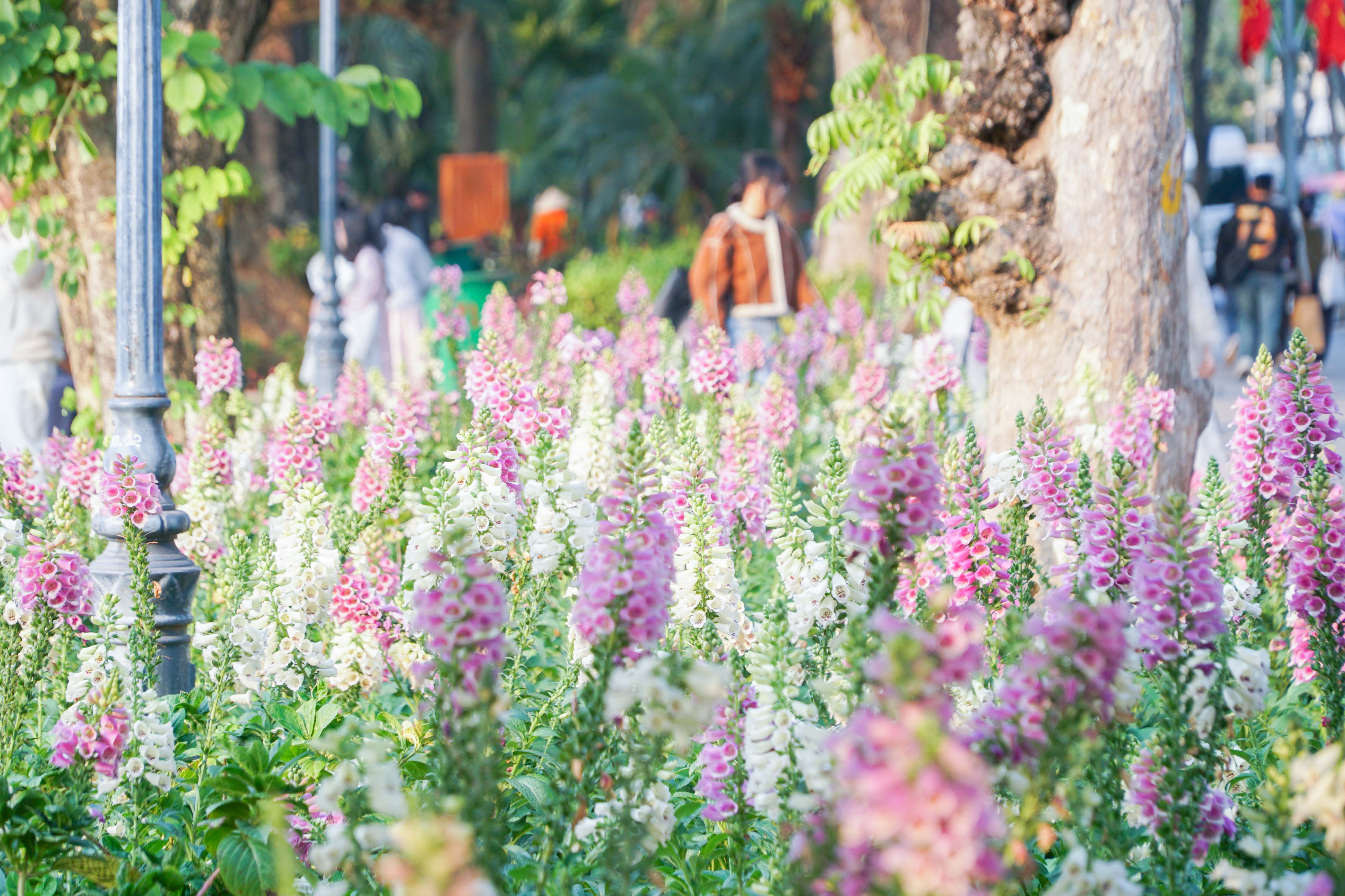 Hoa tươi khoe sắc thắm quanh Hồ Gươm