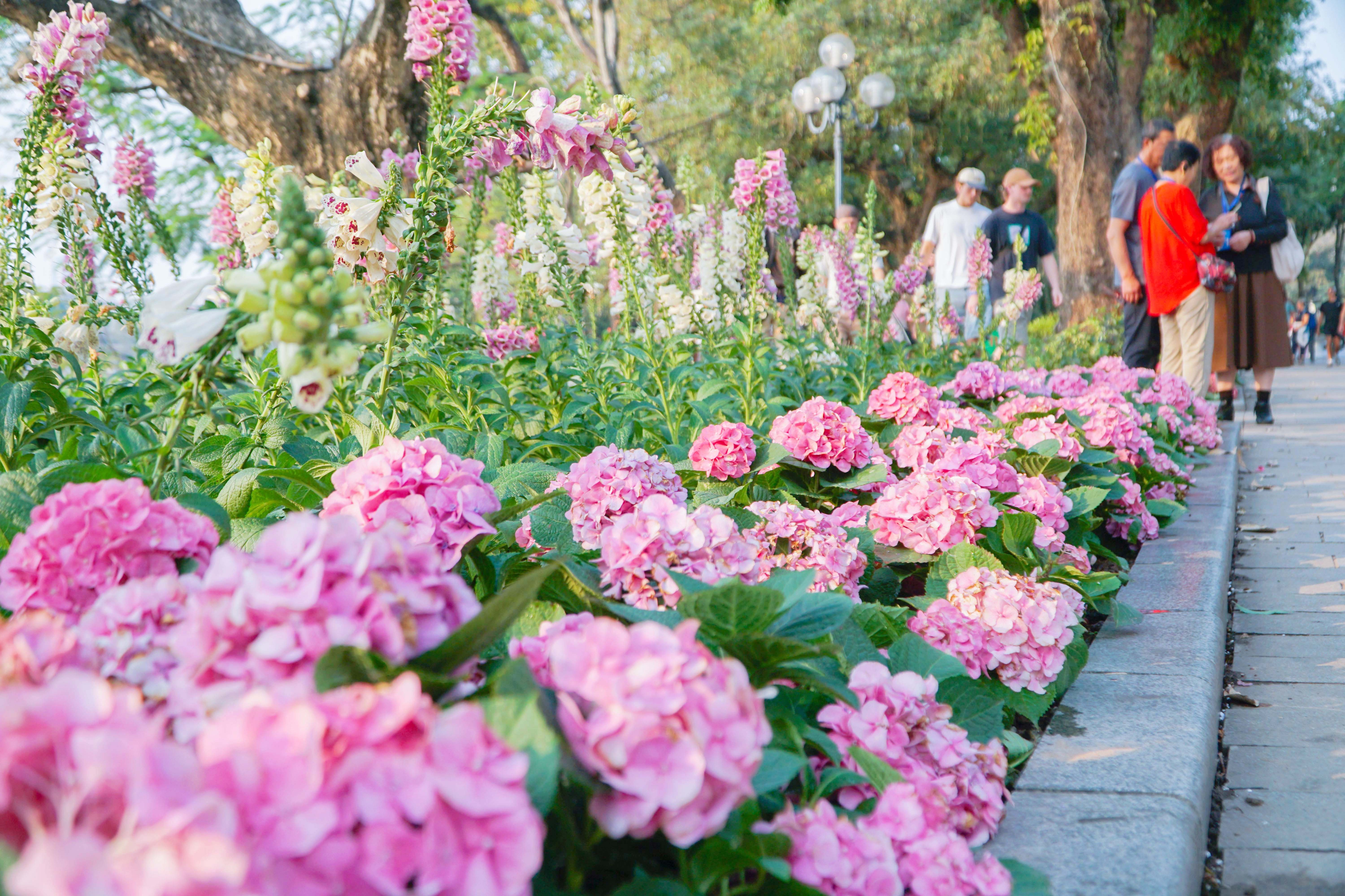 Hoa tươi khoe sắc thắm quanh Hồ Gươm