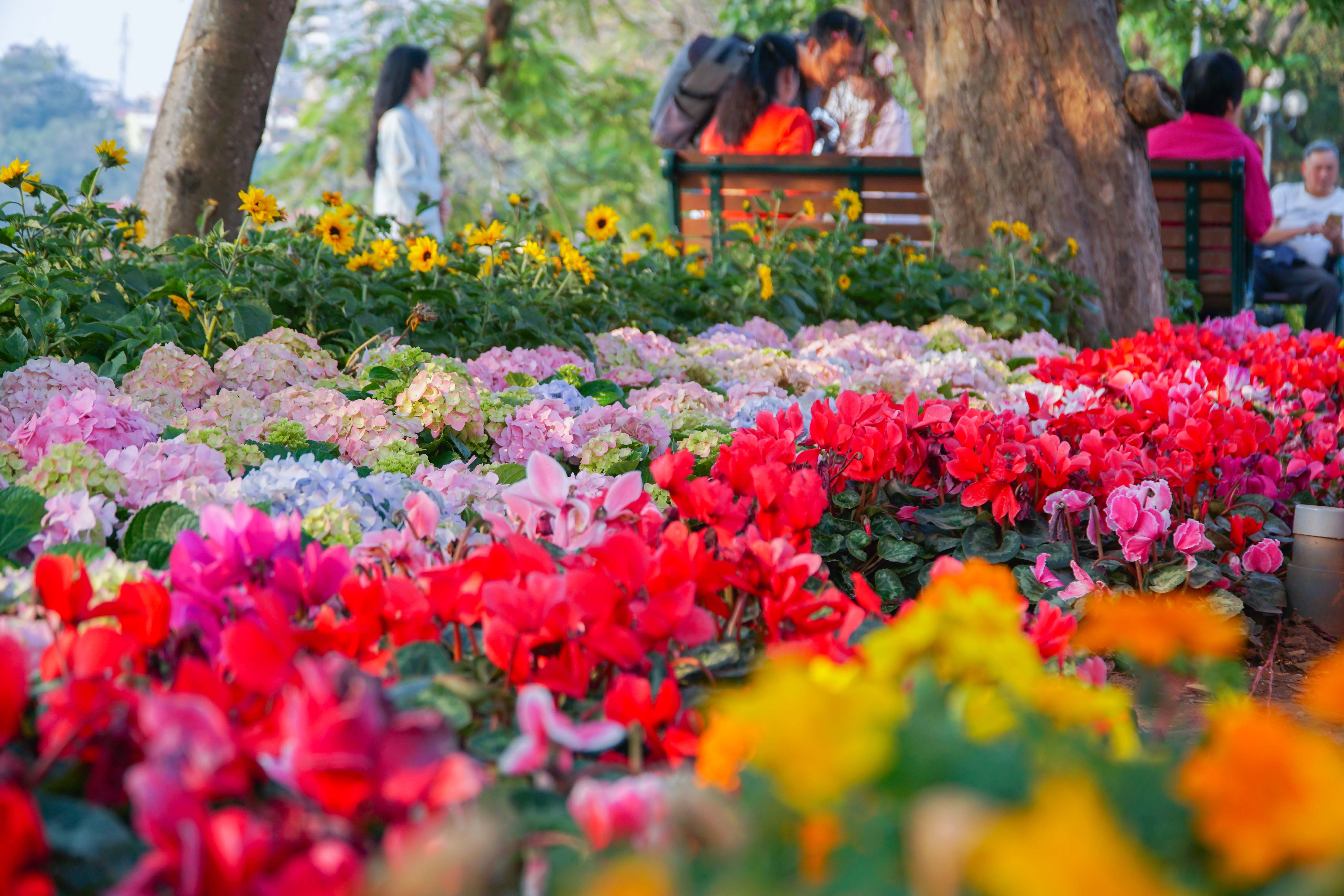 Hoa tươi khoe sắc thắm quanh Hồ Gươm