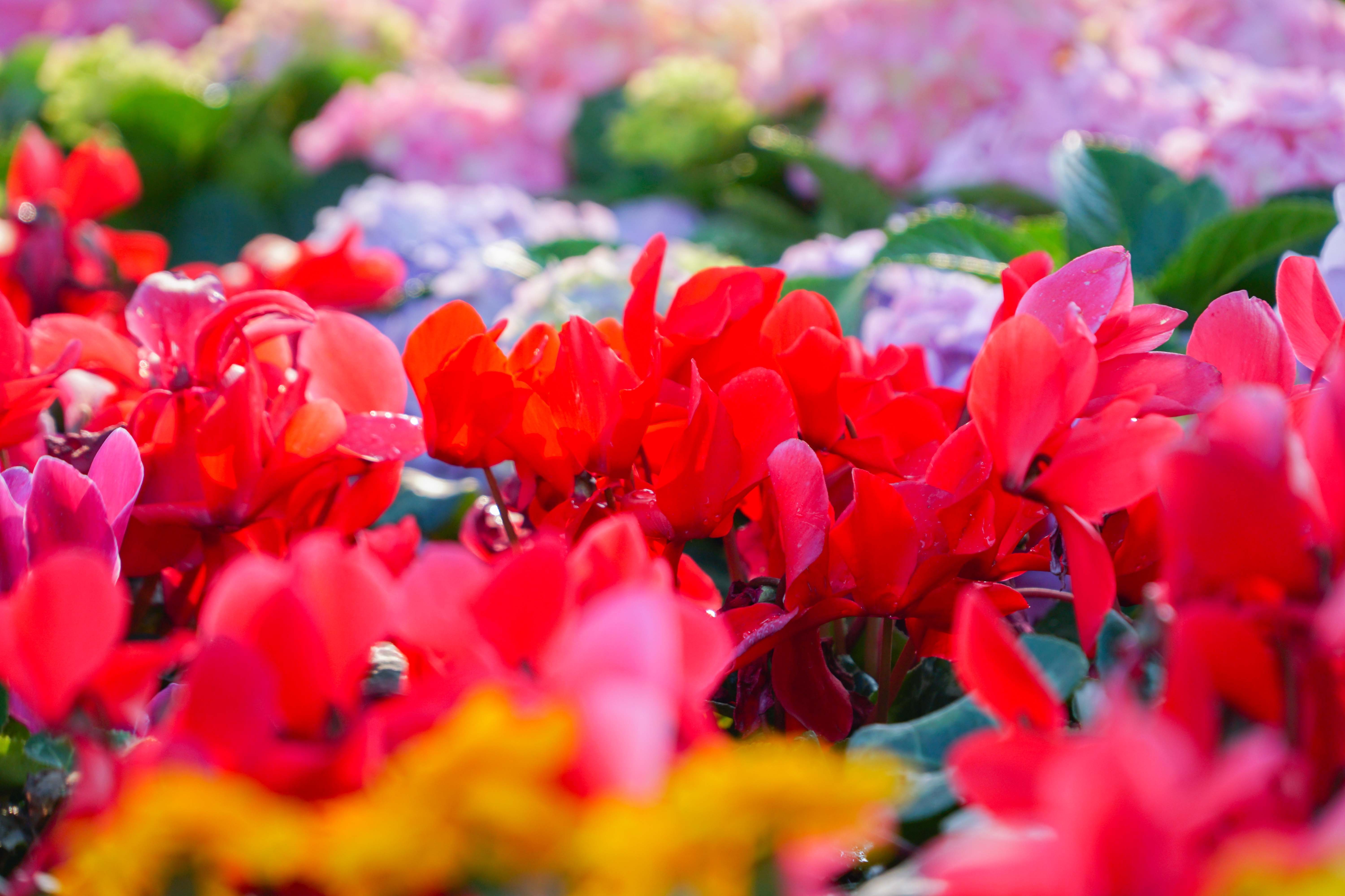 Hoa tươi khoe sắc thắm quanh Hồ Gươm