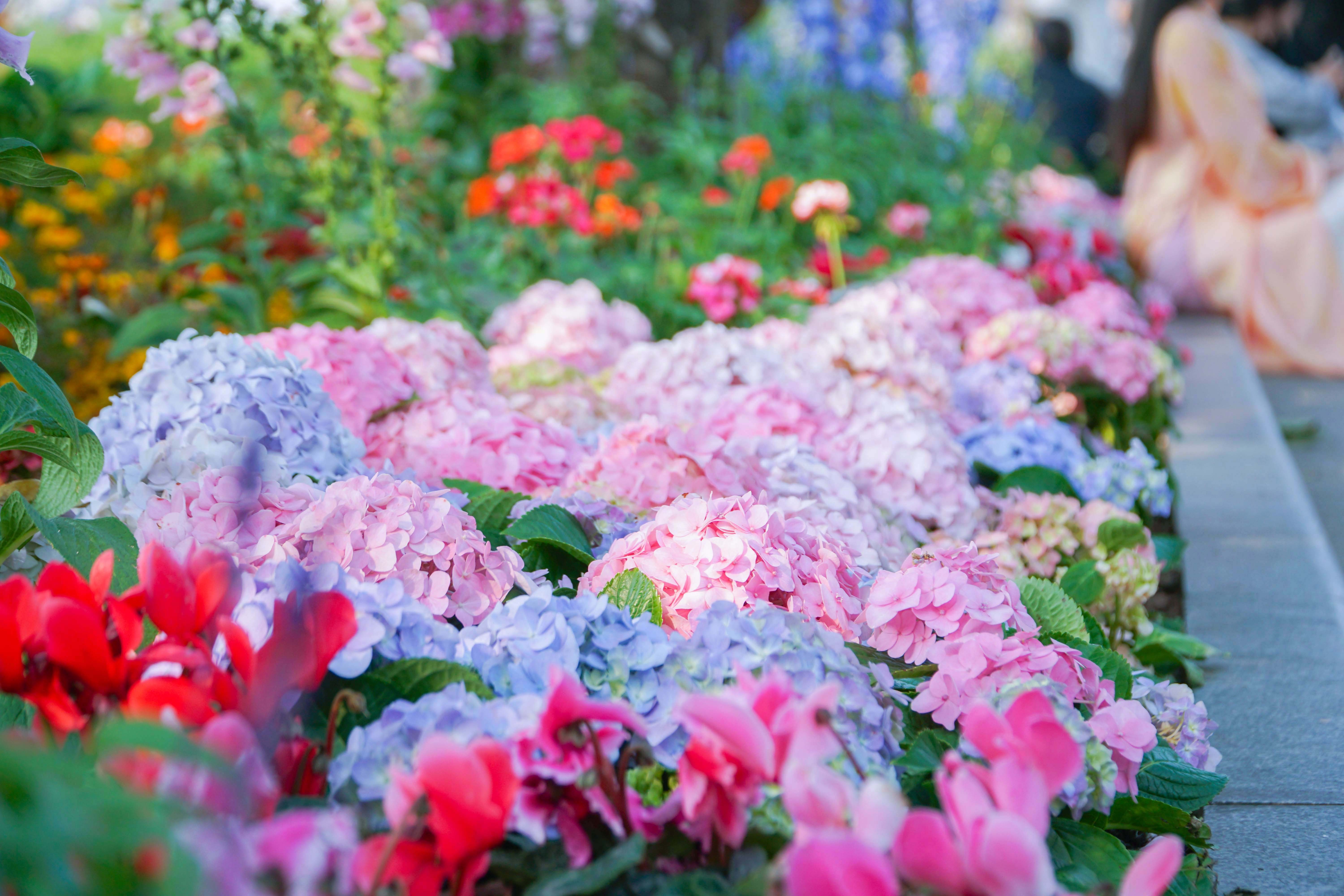 Hoa tươi khoe sắc thắm quanh Hồ Gươm