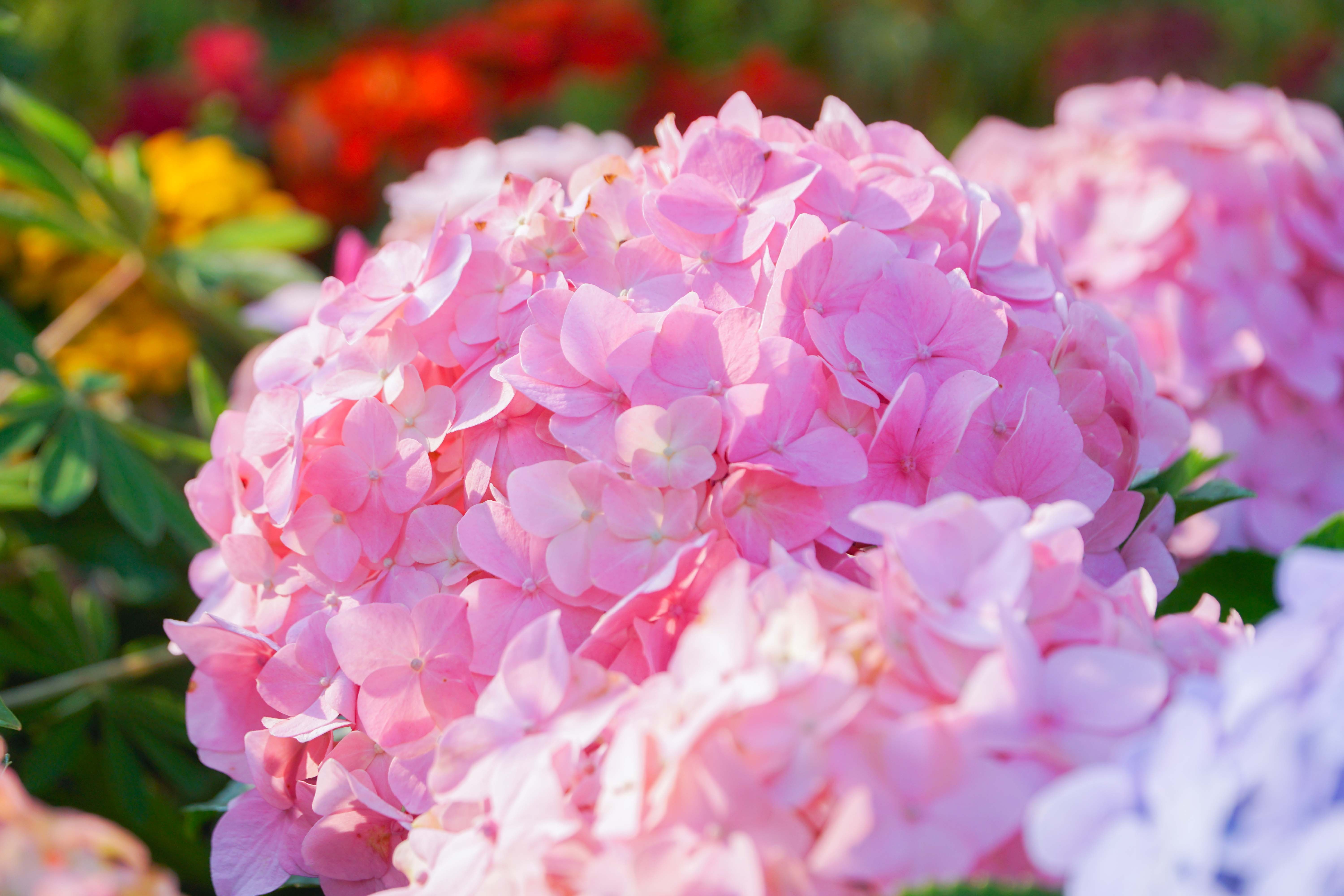 Hoa tươi khoe sắc thắm quanh Hồ Gươm