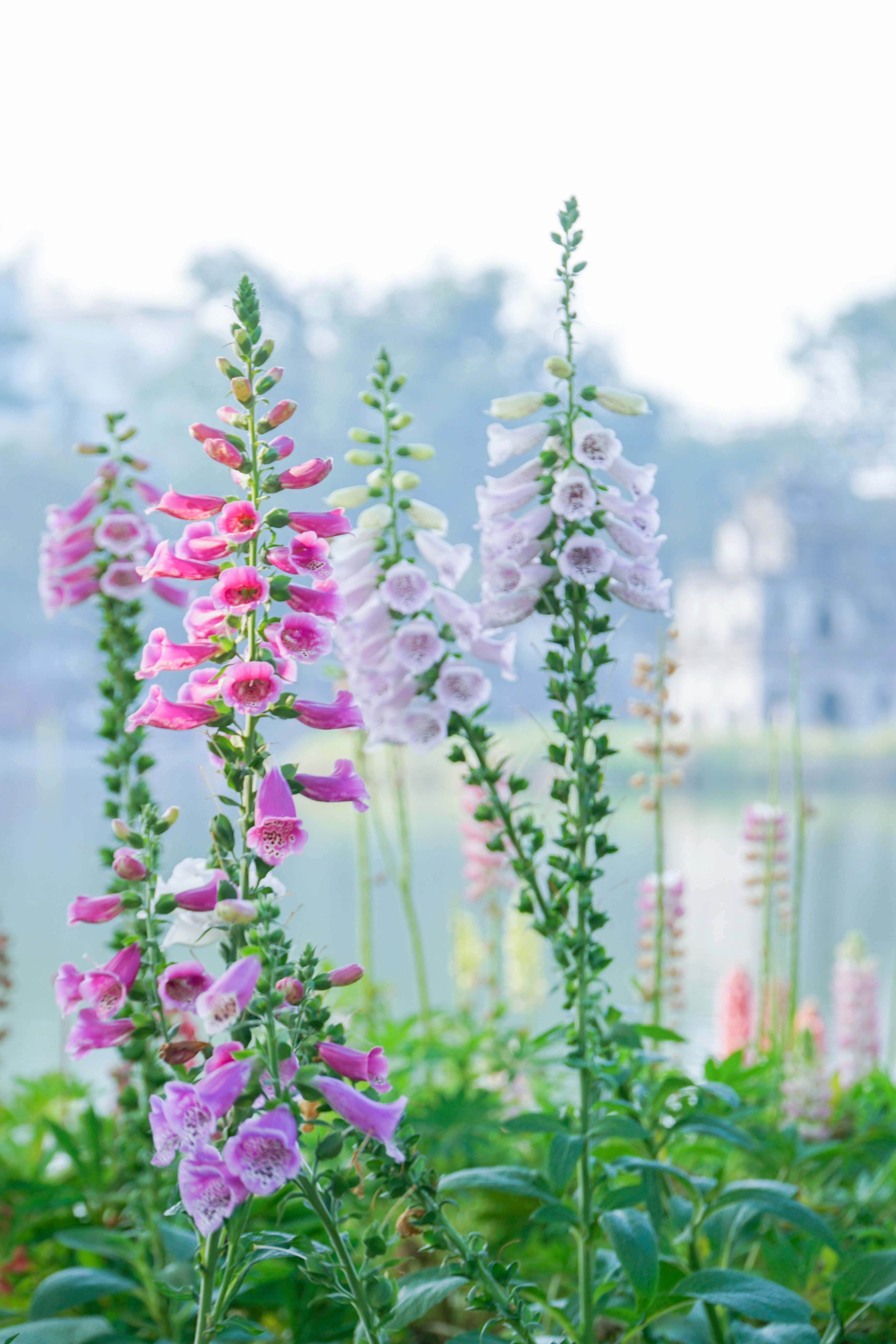 Hoa tươi khoe sắc thắm quanh Hồ Gươm