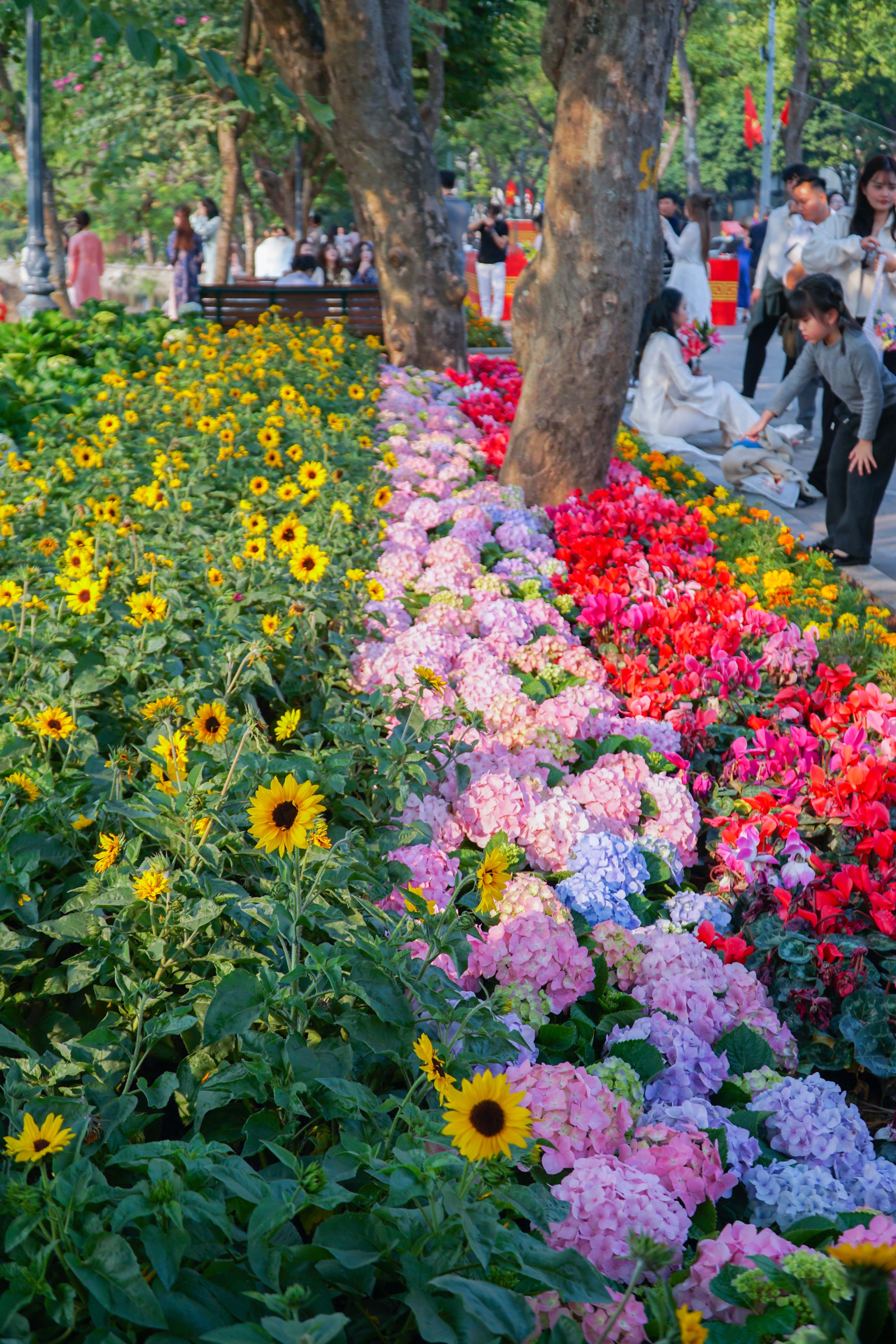 Hoa tươi khoe sắc thắm quanh Hồ Gươm