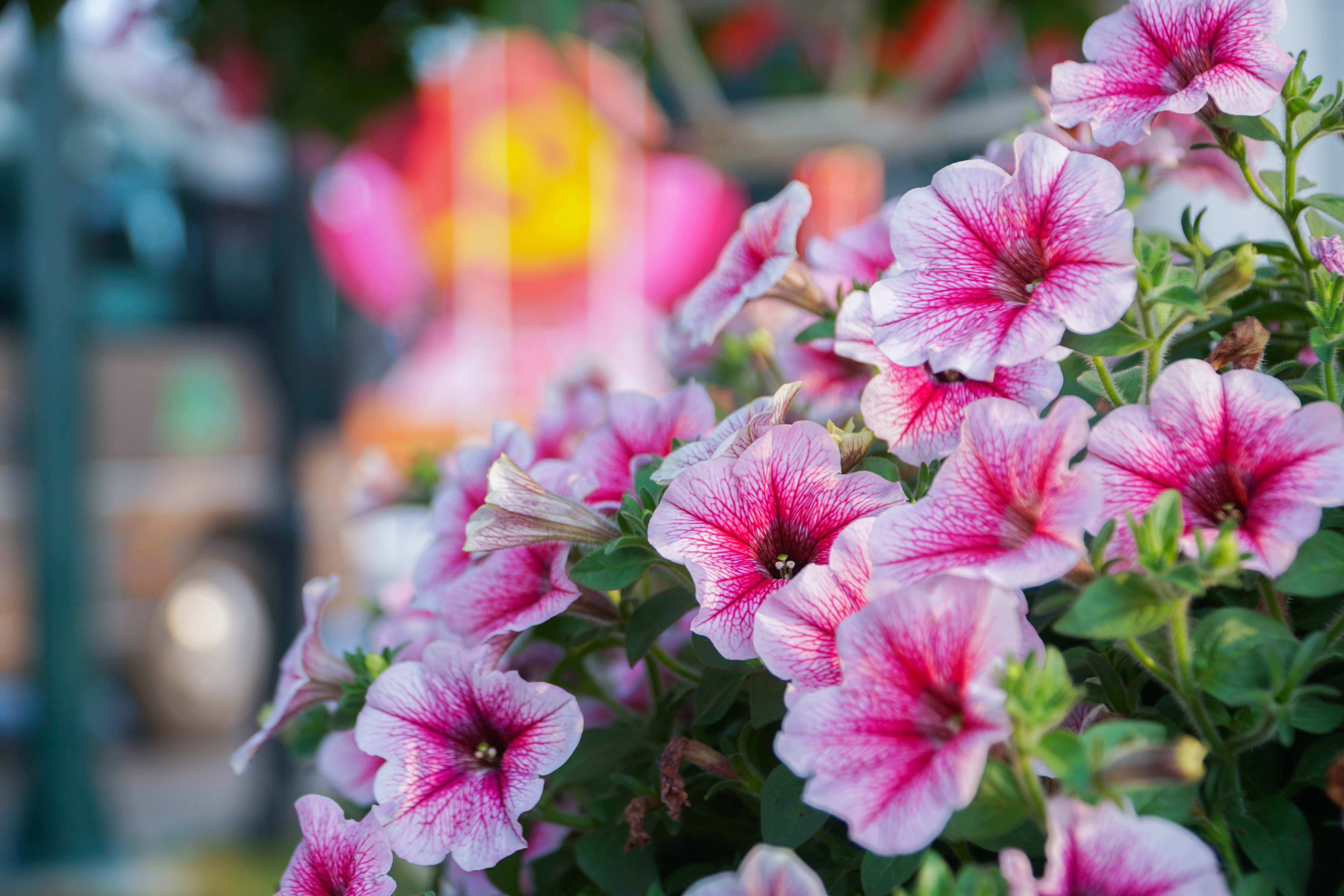 Cờ hoa rực rỡ, không khí Đại hội XIV hiện diện khắp phố phường Thủ đô