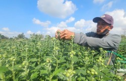 Đà Nẵng: Làng hoa gượng dậy sau trận lũ lịch sử