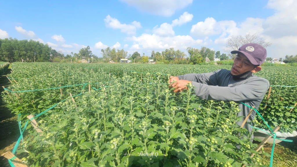 Làng hoa Hoà Đông rạo rực đón Tết Nguyên đán