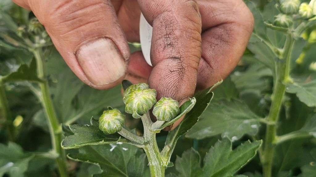 Làng hoa Hoà Đông rạo rực đón Tết Nguyên đán