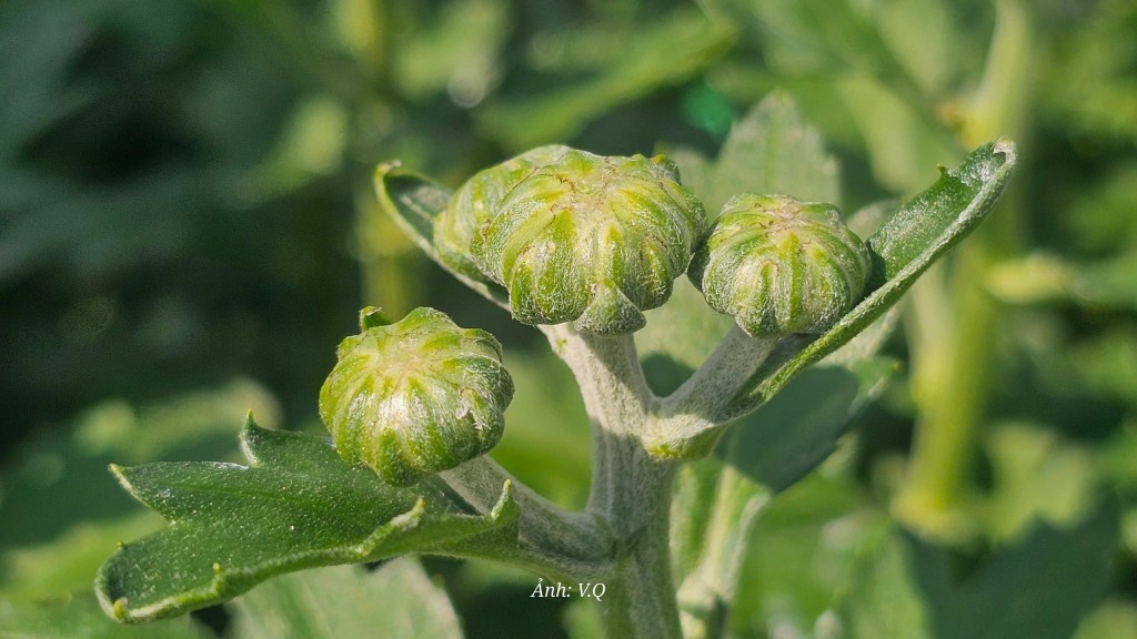 Làng hoa Hoà Đông rạo rực đón Tết Nguyên đán