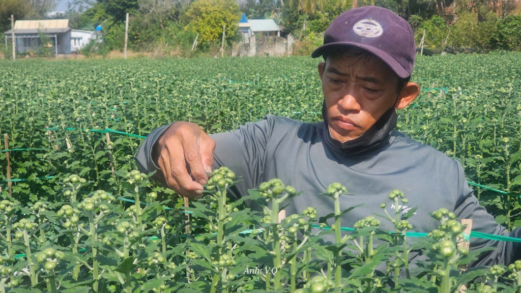 Làng hoa Hoà Đông rạo rực đón Tết Nguyên đán