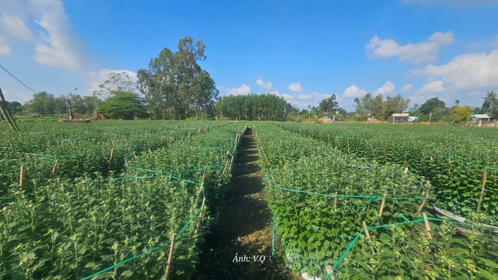 Làng hoa Hoà Đông rạo rực đón Tết Nguyên đán