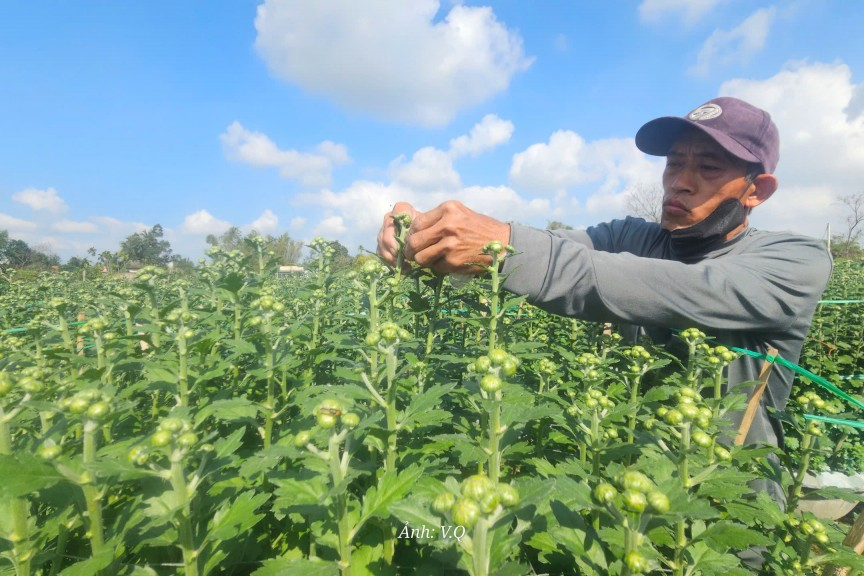 Đà Nẵng: Làng hoa gượng dậy sau trận lũ lịch sử