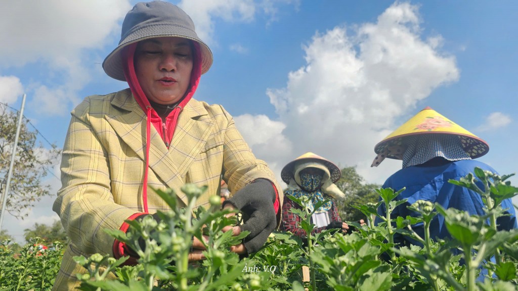 Đà Nẵng: Làng hoa gượng dậy sau trận lũ lịch sử