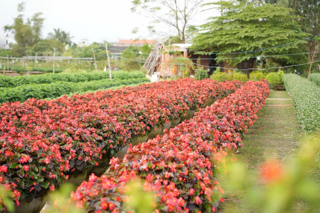 Làng hoa Hoà Đông rạo rực đón Tết Nguyên đán