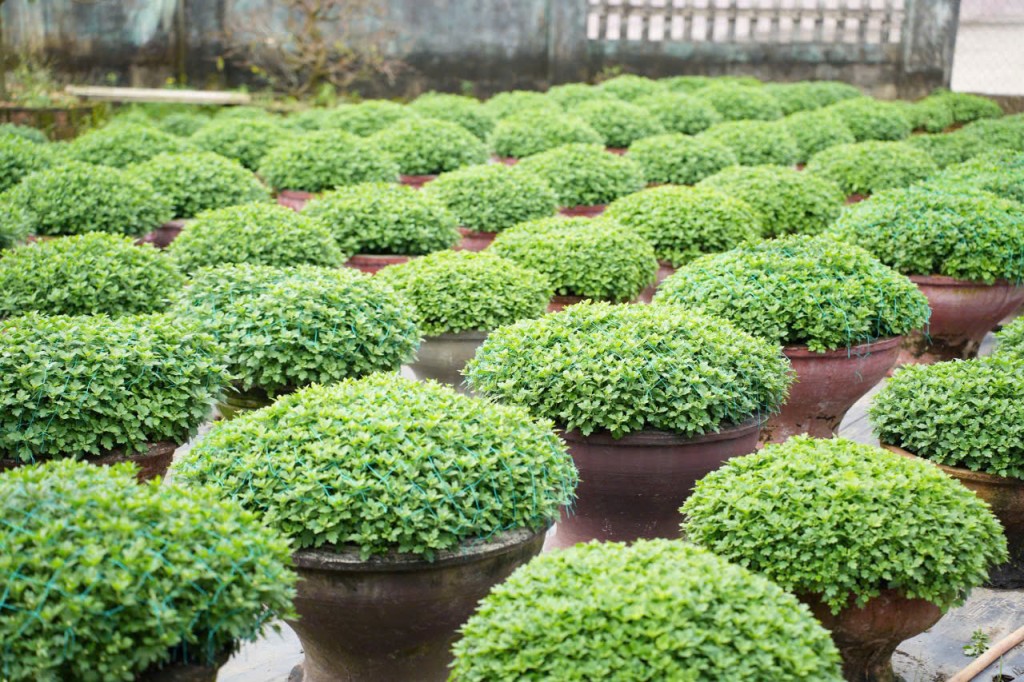 Làng hoa Hoà Đông rạo rực đón Tết Nguyên đán