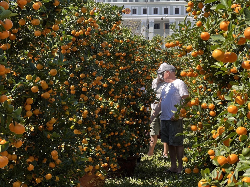 Không riêng hoa Tết, quất Hội An được người dân chuyển ra để bán, phục vụ Tết Nguyên đán (Ảnh: Đ.Minh)