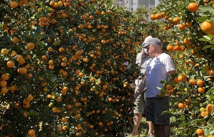 Chợ hoa Tết Bính Ngọ 2026 diễn ra từ ngày 7/2 đến 16/2