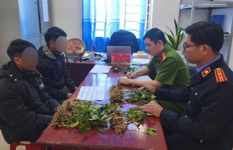 Triệt phá nhóm đối tượng chuyên trộm sâm Ngọc Linh