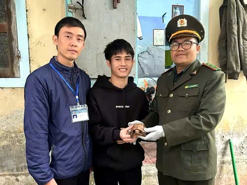 Lực lượng chức năng tiếp nhận cá thể rùa sa nhân quý hiếm từ người dân giao nộp (Ảnh: Kiểm lâm)