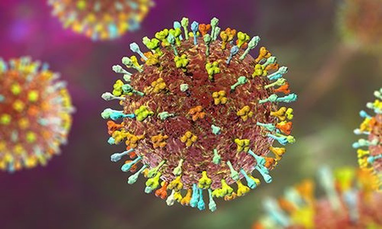 Tăng cường giám sát phòng chống virus Nipah tại Việt Nam năm 2026 Tăng cường giám sát phòng chống virus Nipah tại Việt Nam năm 2026