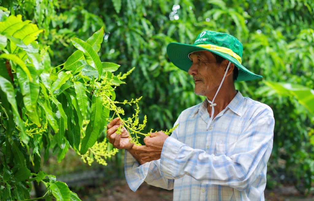 Cà Mau quản lý chặt cây nhập khẩu mang bầu đất, chuẩn hóa mã số vùng trồng