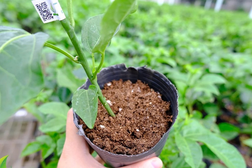 Cây giống mang theo bầu đất được quản lý bằng mã số, bảo đảm kiểm soát nguồn gốc và điều kiện kỹ thuật. Cây giống mang theo bầu đất được quản lý bằng mã số, bảo đảm kiểm soát nguồn gốc và điều kiện kỹ thuật.