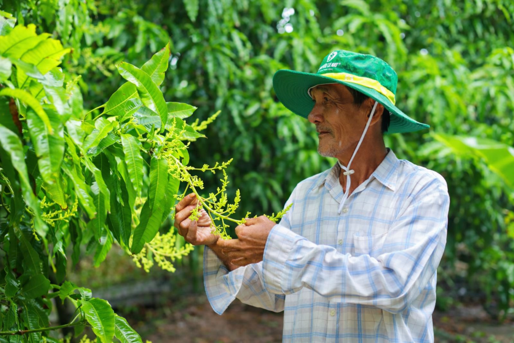Vùng trồng được gắn mã số, quản lý theo quy trình kỹ thuật nhằm nâng cao chất lượng và truy xuất nguồn gốc nông sản. Vùng trồng được gắn mã số, quản lý theo quy trình kỹ thuật nhằm nâng cao chất lượng và truy xuất nguồn gốc nông sản.