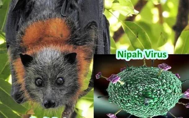 Virus Nipah thuộc nhóm bệnh truyền nhiễm nguy hiểm. Ảnh minh họa Genk Virus Nipah thuộc nhóm bệnh truyền nhiễm nguy hiểm. Ảnh minh họa Genk