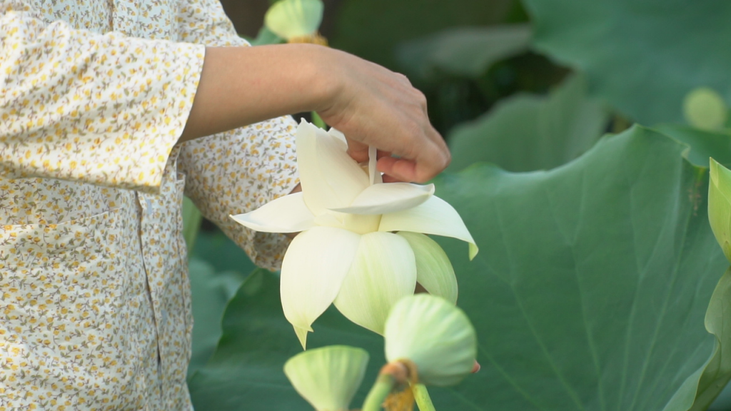 Một công đoạn ướp trà sen trên hồ Tịnh Tâm từ sớm tinh mơ 