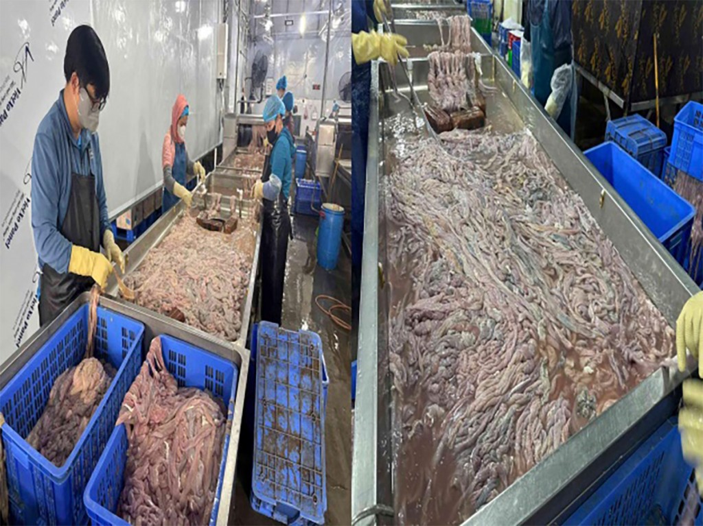 Nhiều đoạn lòng lợn có dấu hiệu chuyển màu, bốc mùi hôi thối Nhiều đoạn lòng lợn có dấu hiệu chuyển màu, bốc mùi hôi thối