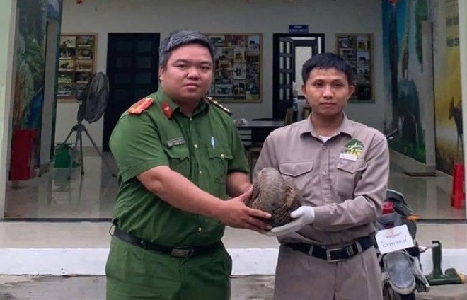 Đà Nẵng: Bàn giao cá thể tê tê quý hiếm nặng hơn 4kg