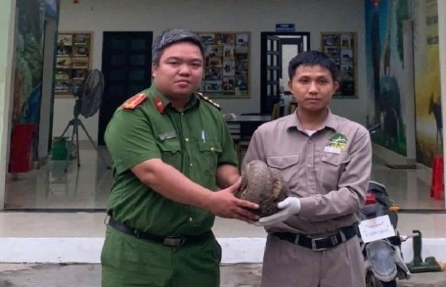 Đà Nẵng: Bàn giao cá thể tê tê quý hiếm nặng hơn 4kg