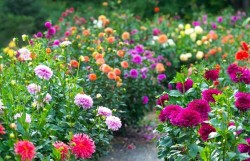 Cảm ơn mùa xuân nhé!