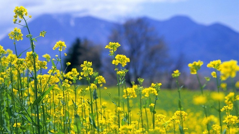 Đường về rực rỡ Đường về rực rỡ