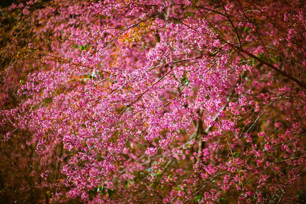 Quảng Ngãi: Hoa anh đào nhuộm hồng cao nguyên Măng Đen