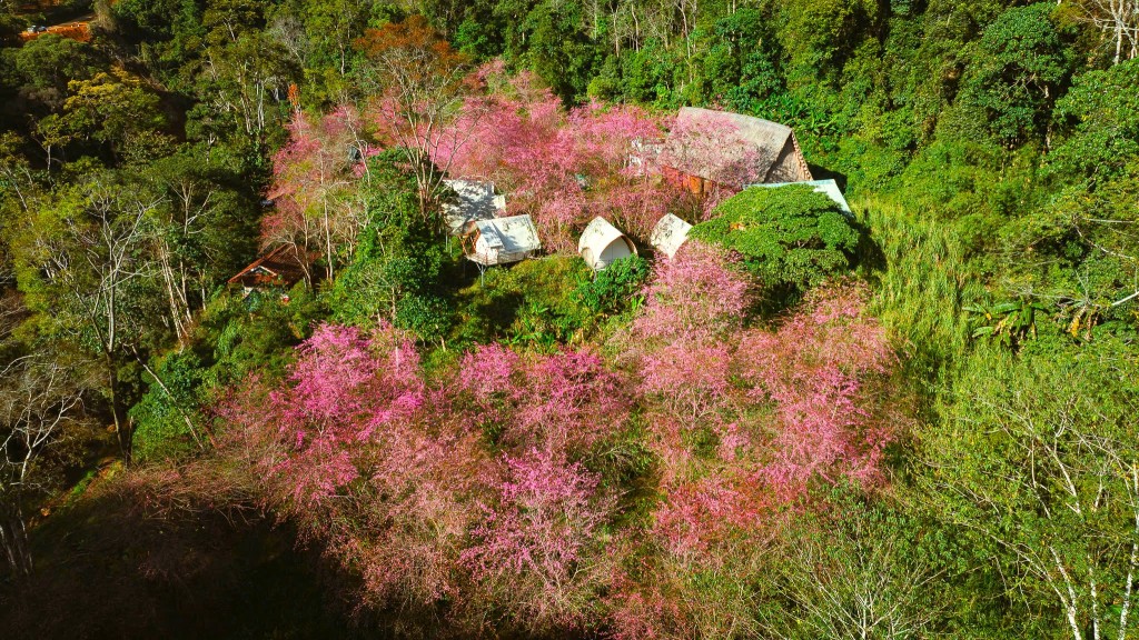 Quảng Ngãi: Hoa anh đào nhuộm hồng cao nguyên Măng Đen