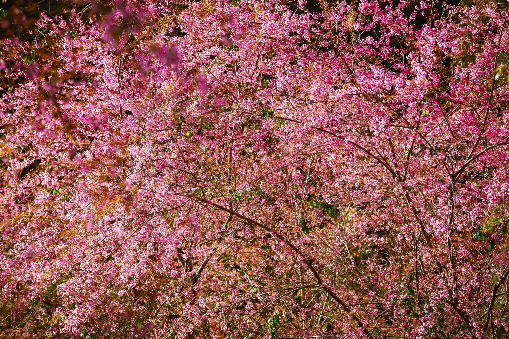 Quảng Ngãi: Hoa anh đào nhuộm hồng cao nguyên Măng Đen