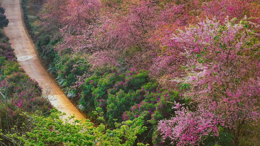 Quảng Ngãi: Hoa anh đào nhuộm hồng cao nguyên Măng Đen