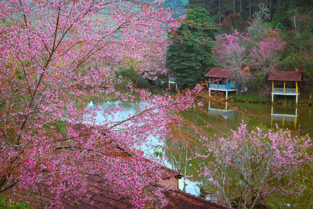 Quảng Ngãi: Hoa anh đào nhuộm hồng cao nguyên Măng Đen