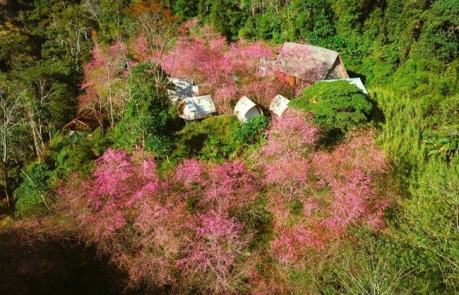Quảng Ngãi: Hoa anh đào "nhuộm hồng" cao nguyên Măng Đen