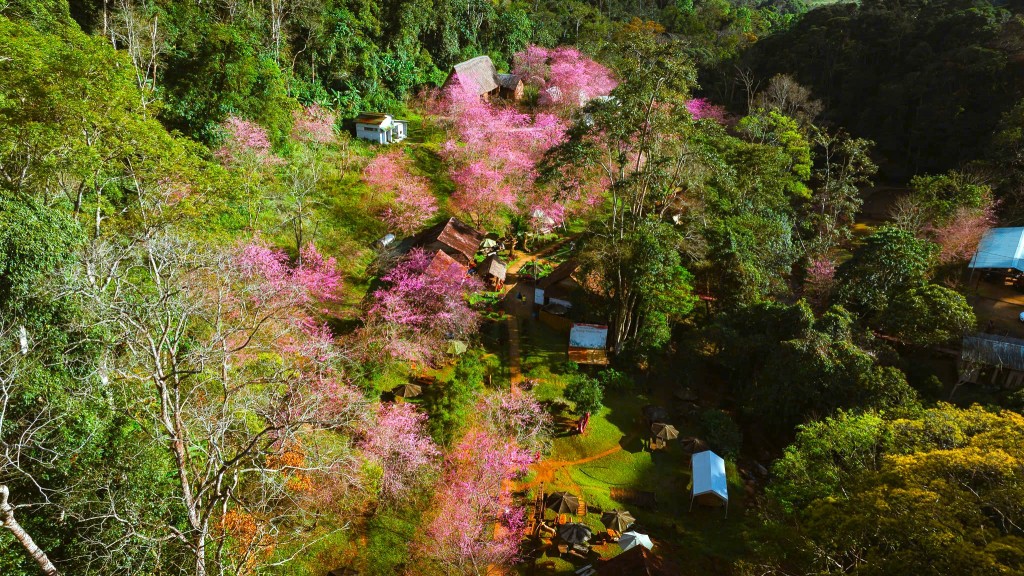 Quảng Ngãi: Hoa anh đào nhuộm hồng cao nguyên Măng Đen