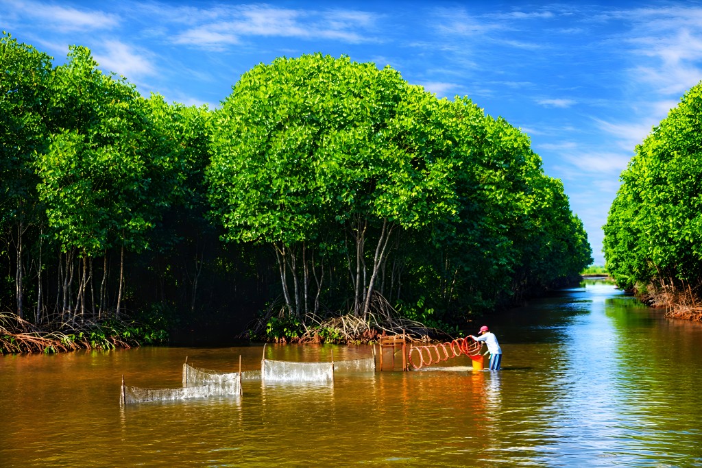 Nuôi tôm dưới tán rừng ngập mặn tại Cà Mau vừa tạo sinh kế bền vững, vừa giữ vai trò “lá chắn xanh” trước biến đổi khí hậu Nuôi tôm dưới tán rừng ngập mặn tại Cà Mau vừa tạo sinh kế bền vững, vừa giữ vai trò “lá chắn xanh” trước biến đổi khí hậu