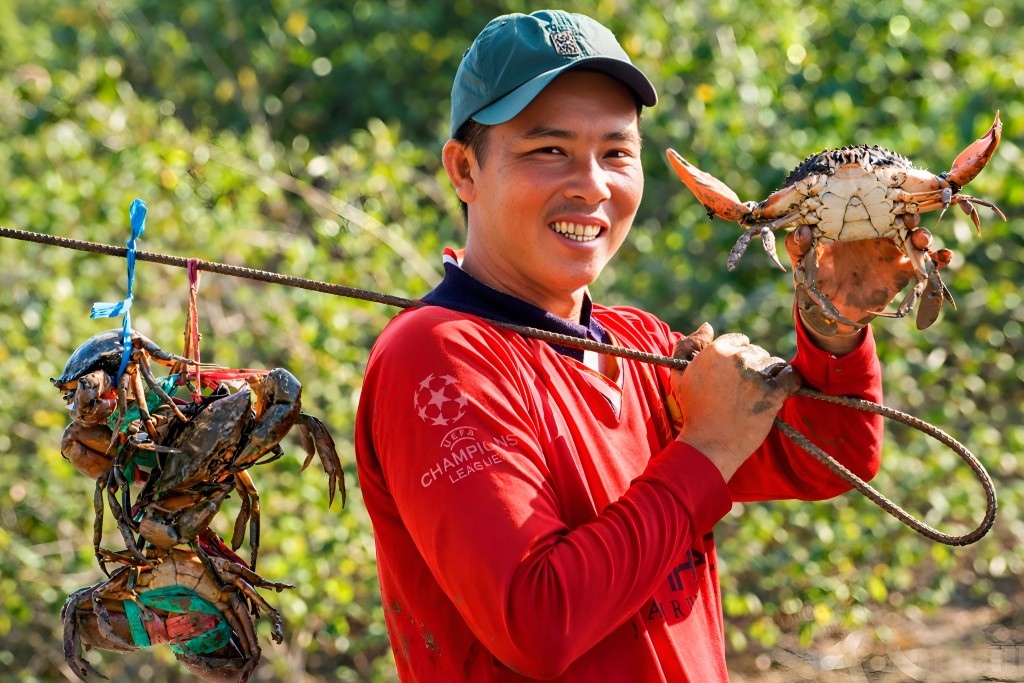 Cua Cà Mau nuôi tự nhiên trong môi trường rừng ngập mặn được thị trường đánh giá cao về chất lượng và giá trị thương phẩm Cua Cà Mau nuôi tự nhiên trong môi trường rừng ngập mặn được thị trường đánh giá cao về chất lượng và giá trị thương phẩm