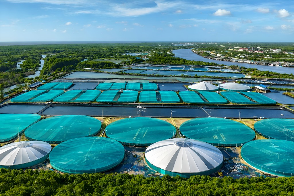 Khu vực nuôi tôm thâm canh, siêu thâm canh ứng dụng công nghệ cao góp phần nâng cao năng suất và giảm rủi ro dịch bệnh Khu vực nuôi tôm thâm canh, siêu thâm canh ứng dụng công nghệ cao góp phần nâng cao năng suất và giảm rủi ro dịch bệnh